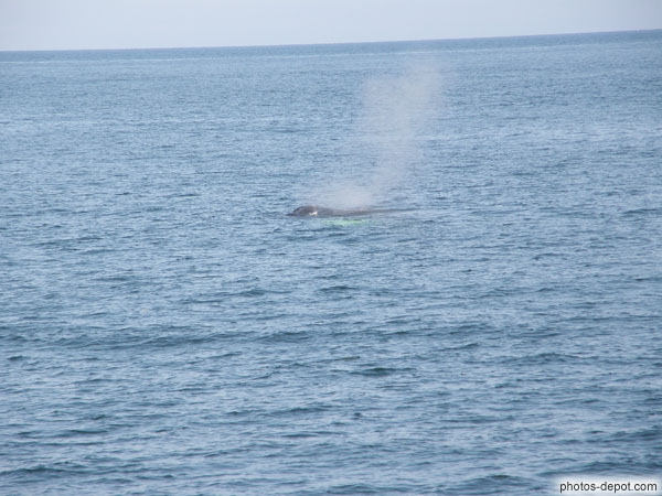 photo de dos et souffle de baleine à bosse
