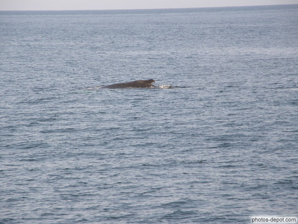photo de dos de baleine à basse