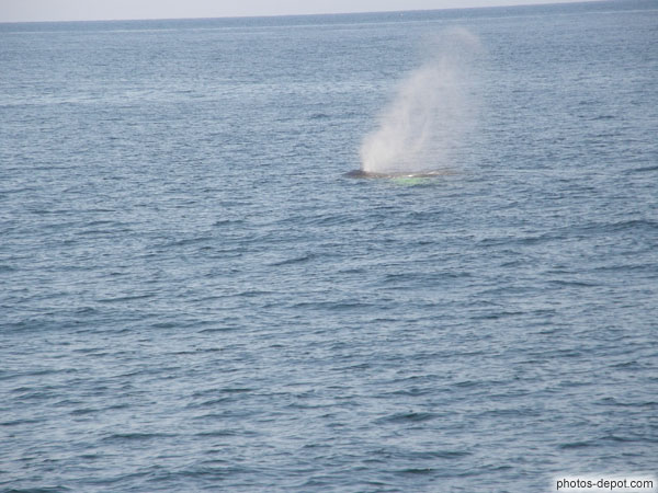 photo de souffle de baleine à basse