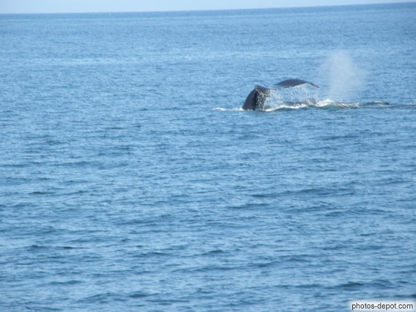 photo de queue de baleine à bosse
