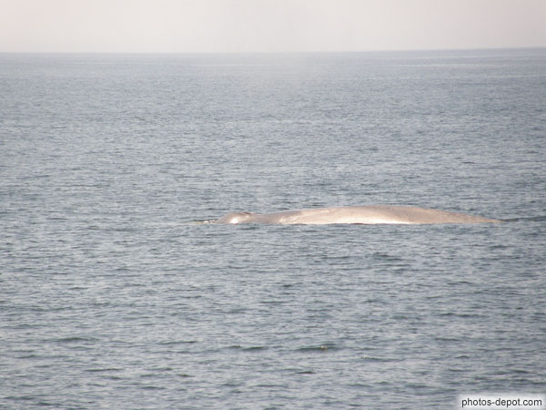 photo de Dos de baleine bleue, grosse comme un 747