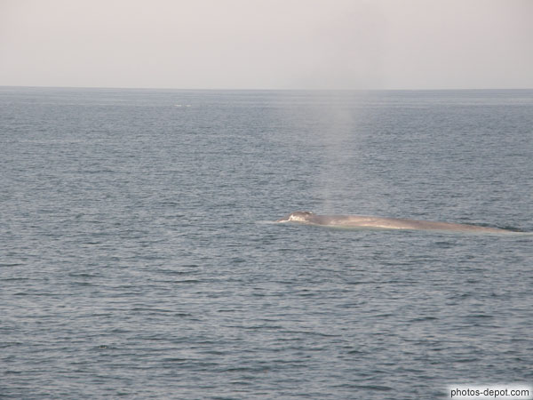 photo de Baleine bleue évent largement ouvert après avoir poussé son souffle