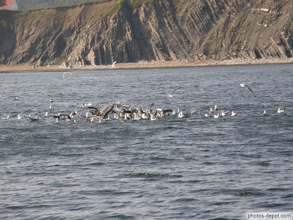 photo de mouettes sur l'eau