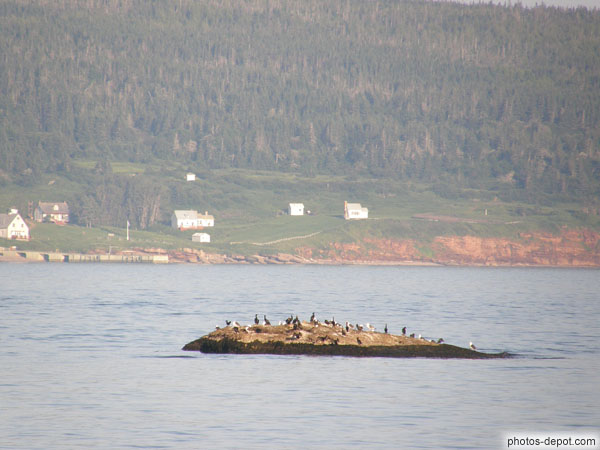 photo de cormorans et oiseaux de mer sur rocher dans la mer