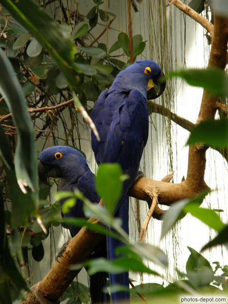 photo d'Ara hyacinthe