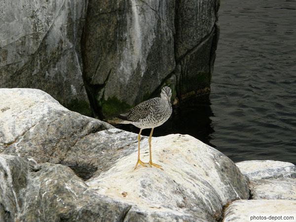 photo de chevalier gambette