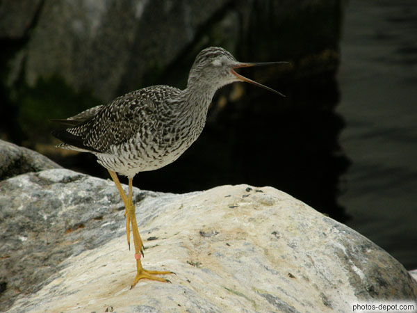 photo de chevalier gambette bec ouvert