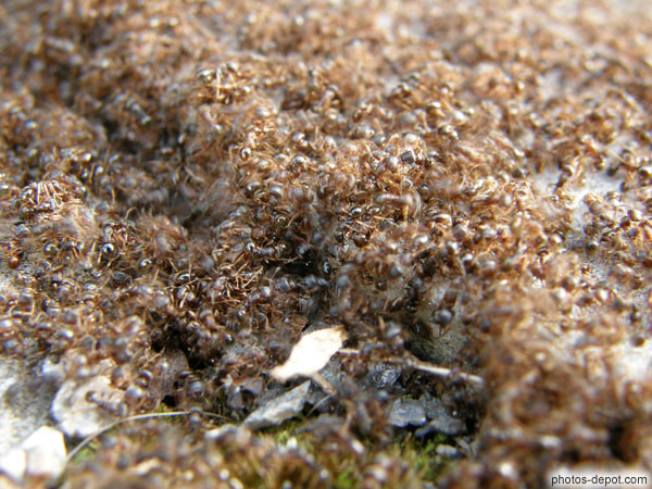 photo de fourmillère grouillant de fourmis rouges