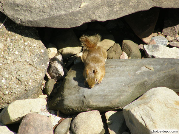 photo de écureuil roux dans les rochers