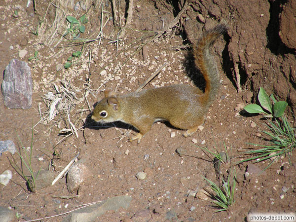 photo de petit écureuil roux sur la grève