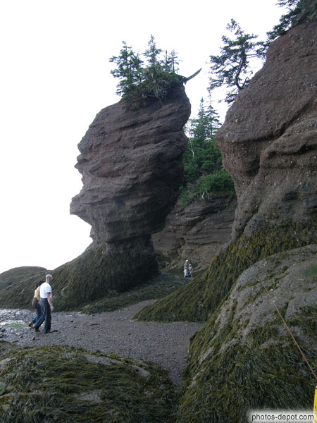 photo de Rocher en pot de fleur