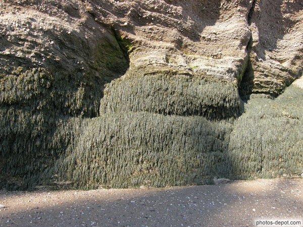 photo d'algues accrochées aux rochers