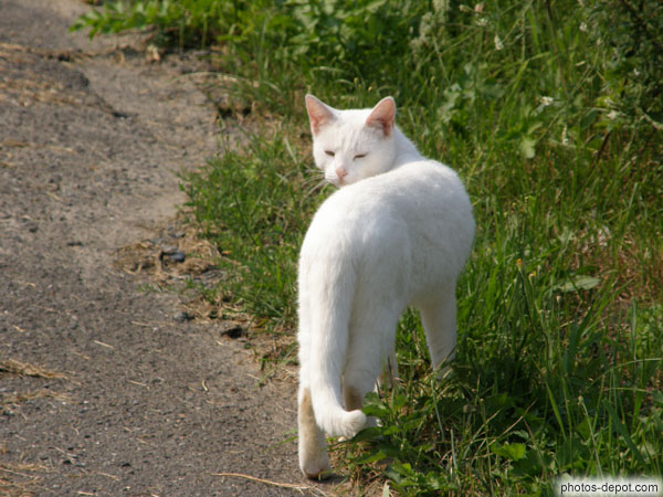 photo de Chat blanc se retourne