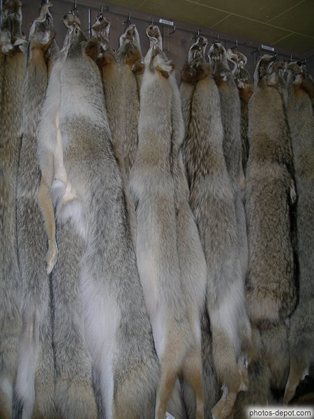 photo de Peaux de coyotes pendues