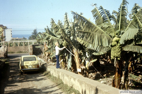 Femme sur mur cueillant un régime de bananes Inconnu, Photo 2007