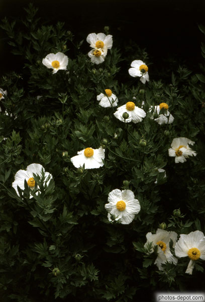 photo de fleurs blanches coeur jaune