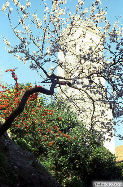 photo d'arbre fruitier en fleurs