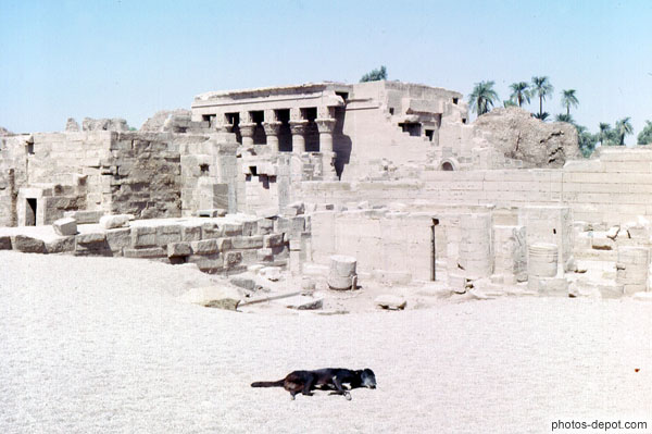 photo de Chien allongé devant ruines de temple