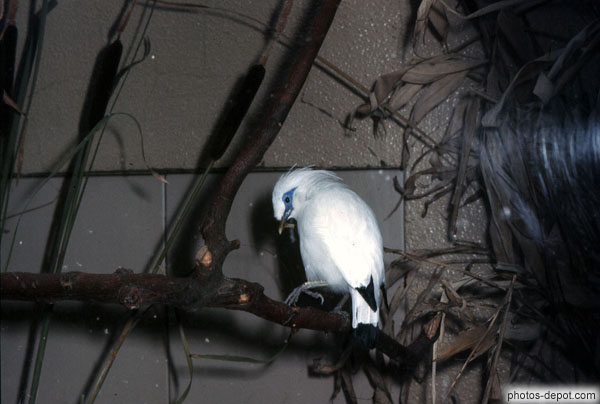photo d'oiseaux blanc au liseret bleu sur les yeux