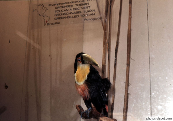 photo de Toucan à bec vert