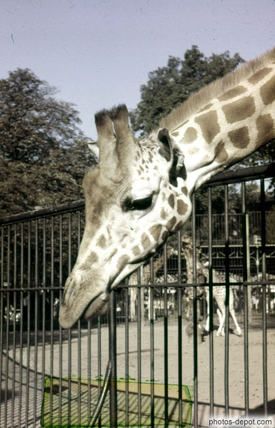 photo de tête et cornes de girafe