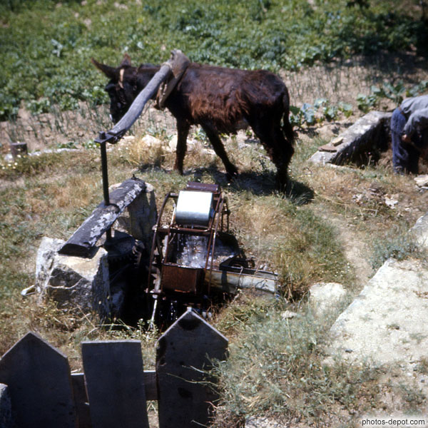 photo de âne arnaché faisant tourner la roue du moulin pour irriguer les plantations
