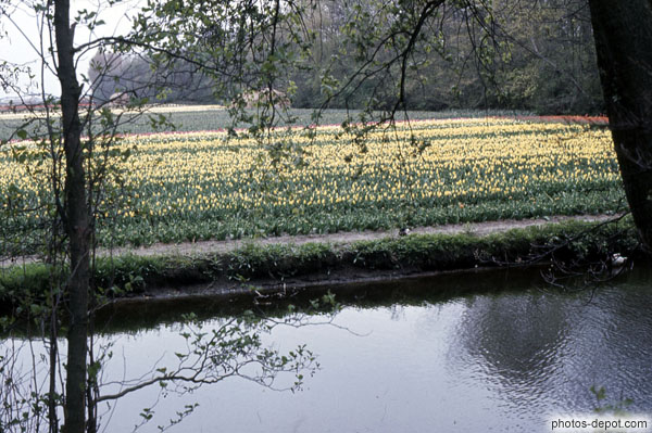 photo de champs de tulipes au bord du canal