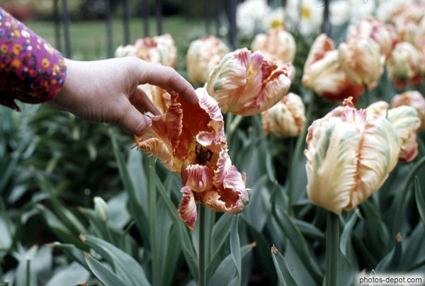 photo de mains ouvrant les pÃ©tales des tulipes
