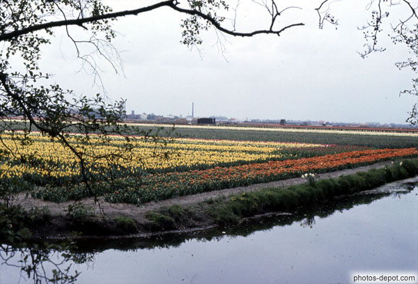 photo de champs de tulipes