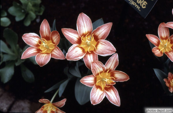 photo de fleurs à 6 pétales rose coeur orange