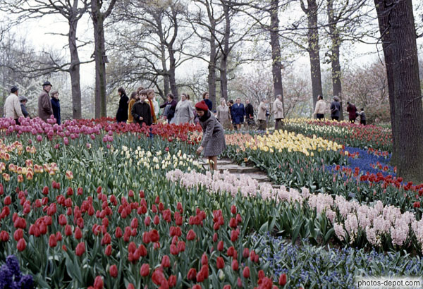 photo de tulipes multiclores