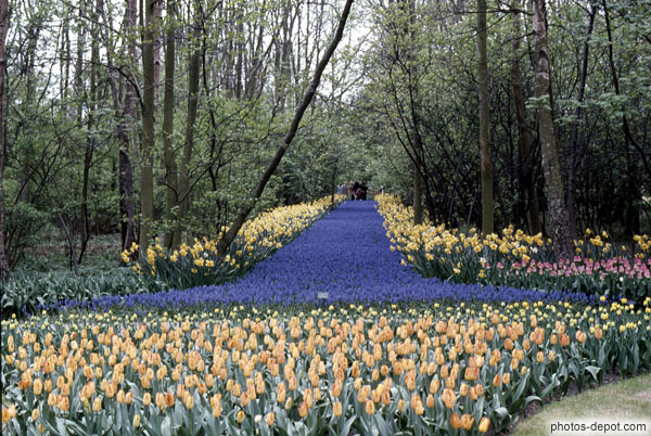 photo d'allée de tulipes bleues bordées de jaune