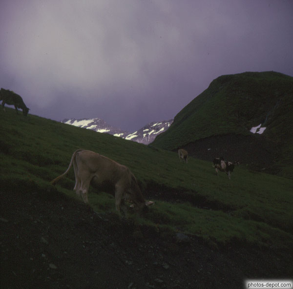 photo de vaches broutant l'herbe des montagnes