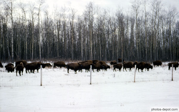photo de Bisons dans la neige