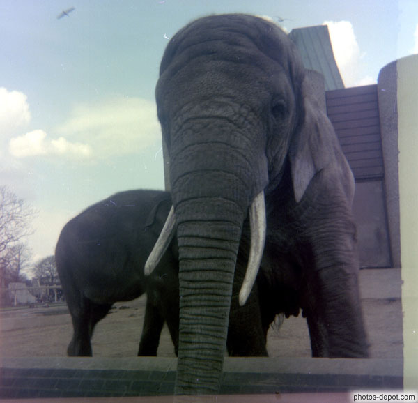 photo de éléphant