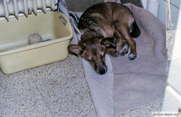 photo de chien dormant sur son tapis