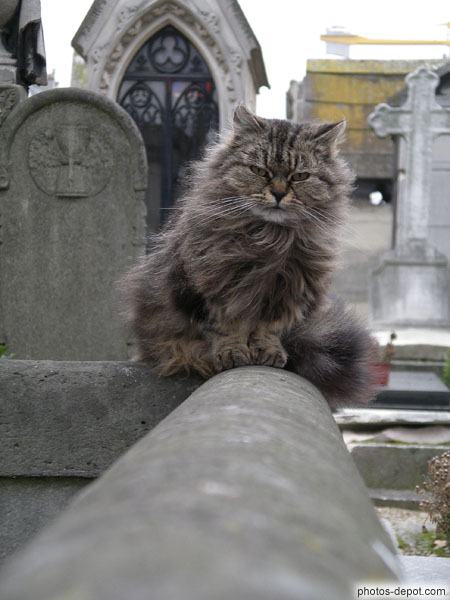 photo de chat serein sur le bord d'une tombe