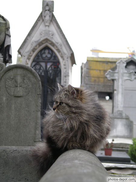 photo de chat sur tombe