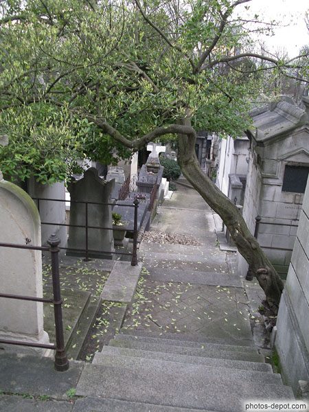 photo d'olivier aux branches torturées au dessus des allées du cimetière