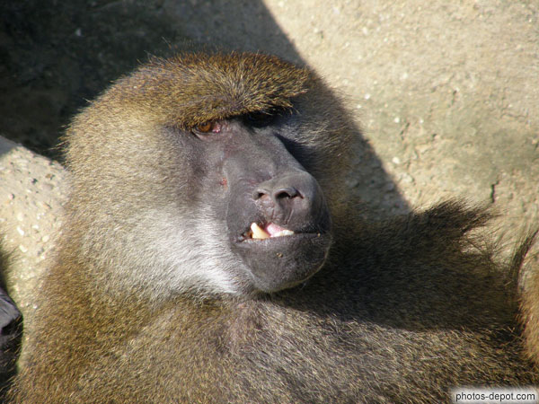 photo de Vieux babouin gueule cassée
