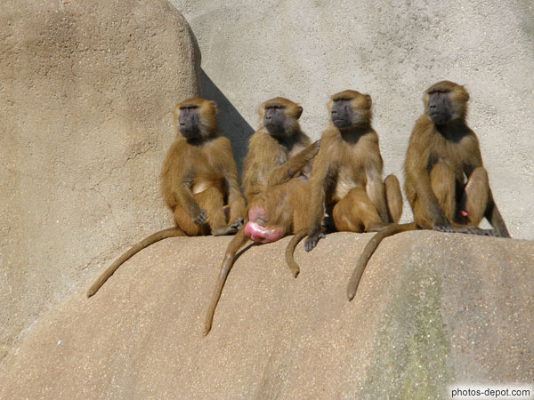 photo de mâles babouins de Guinée et magots sur le rocher