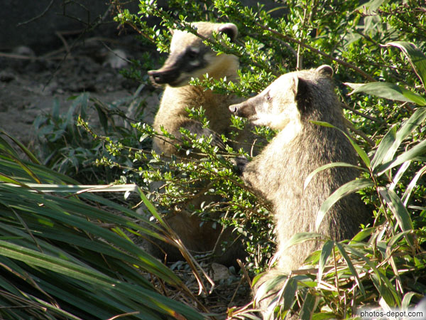 photo de Coati roux, queue annelée nez pointu en trompe