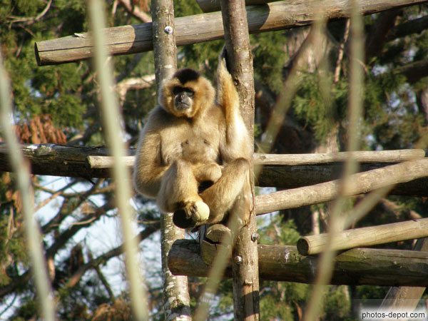 photo de gibbon sur son perchoir