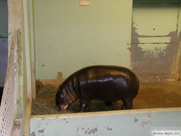 photo d'hippopotame nains