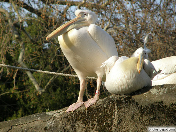 photo de Pélican blanc a sous son bec une poche pouvant contenir 12 litres d'eau