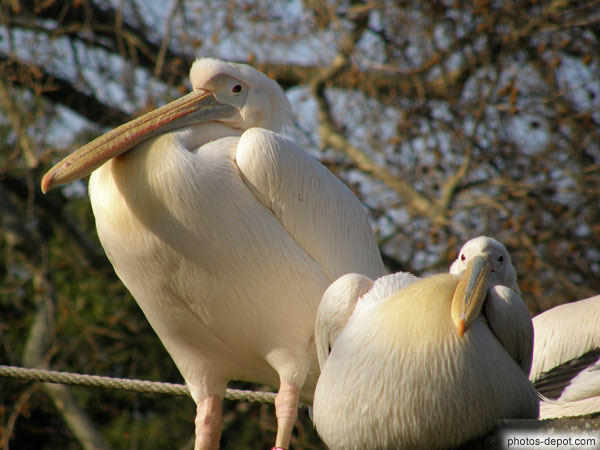 photo de couple de Pélicans blancs