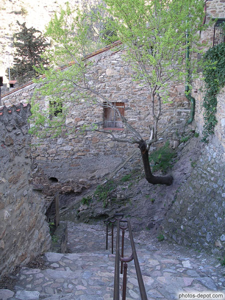 photo d'arbre dans le mur, escalier du village médiéval