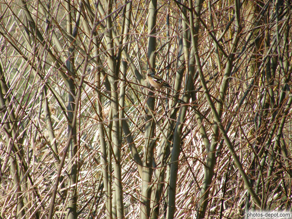 photo d'oiseau dans les branches