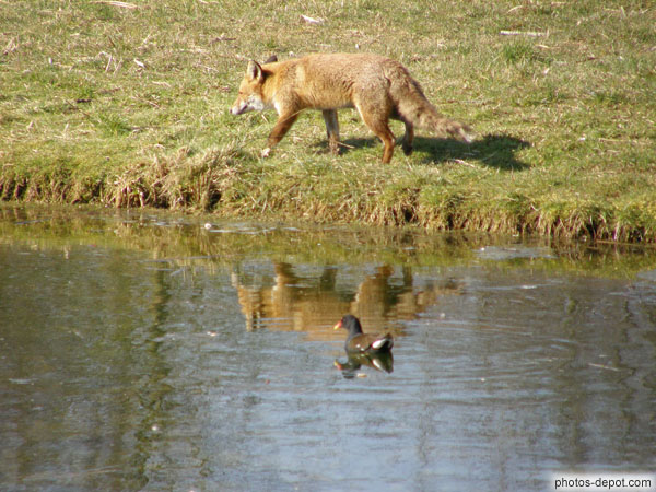 Renard et poule d'eau France, Paris, Vincennes, Reserve ornithologique, Photo 2008
