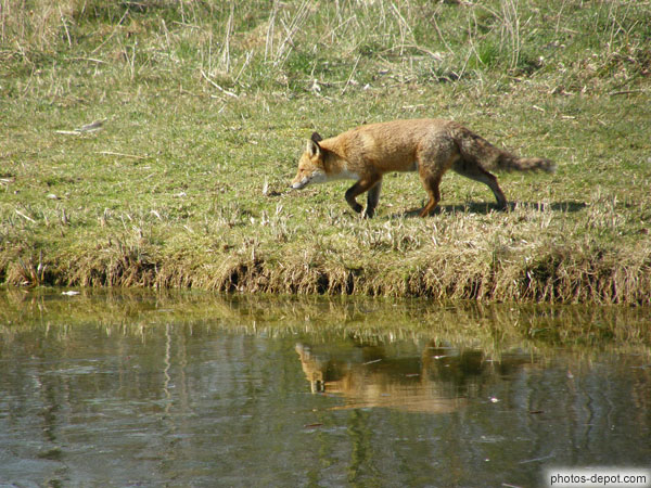 Renard au bord de l'étang France, Paris, Vincennes, Reserve ornithologique, Photo 2008